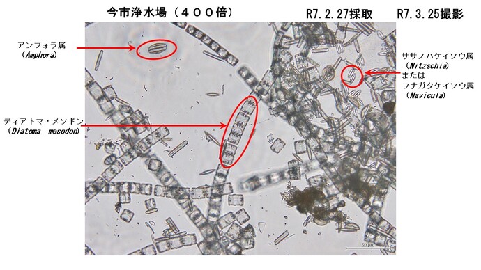 今市浄水場ろ過池で採取した微生物3
