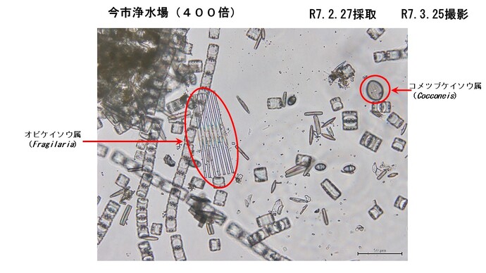 今市浄水場ろ過池で採取した微生物4