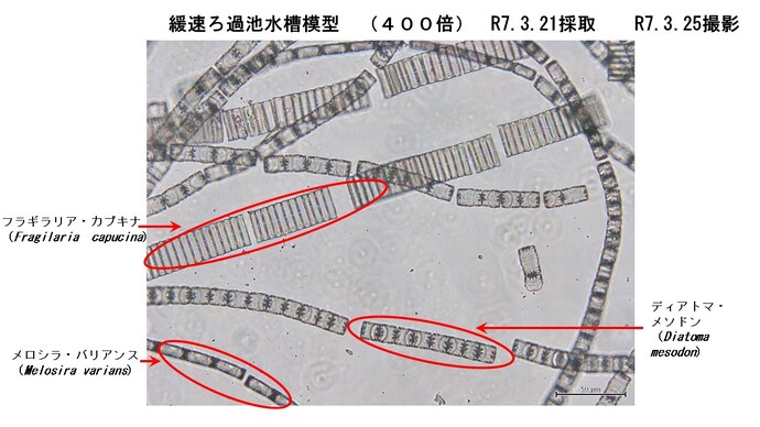 模型で採取した微生物4