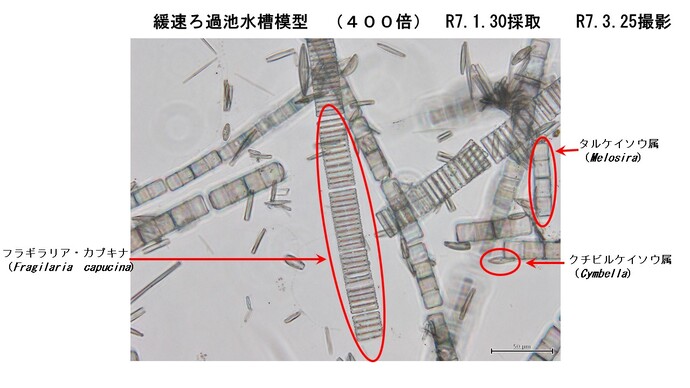 模型で採取した微生物1
