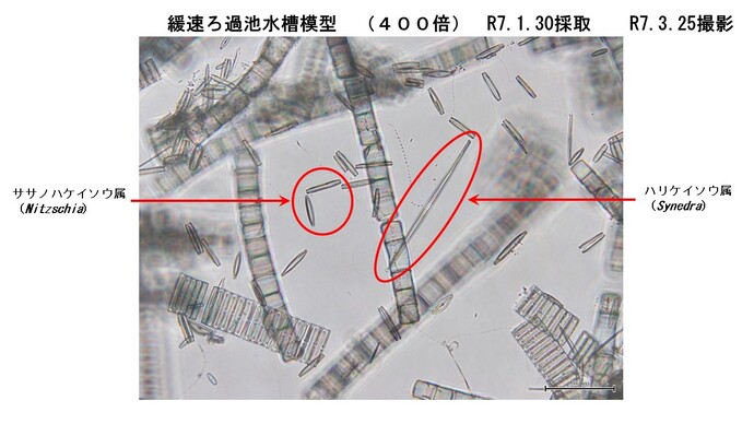 模型で採取した微生物2