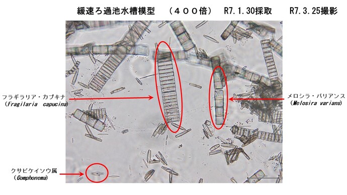 模型で採取sた微生物3