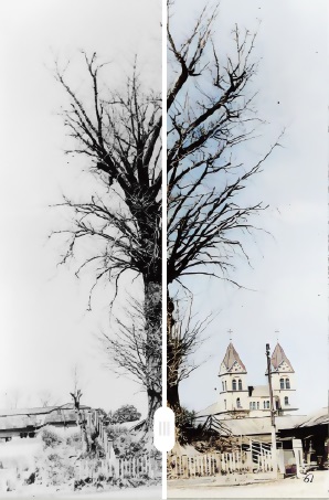 大イチョウの写真