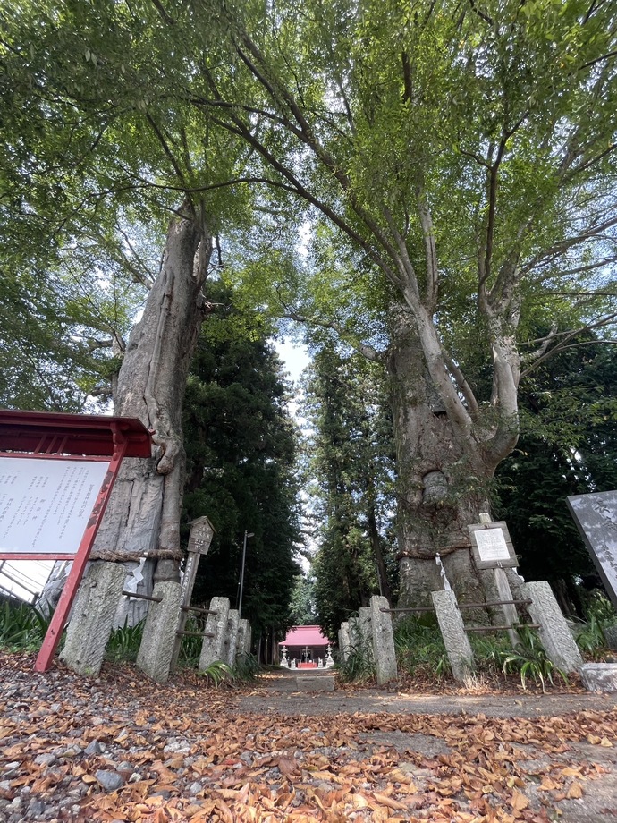 認定番号23　徳次郎　智賀都神社の夫婦けやき